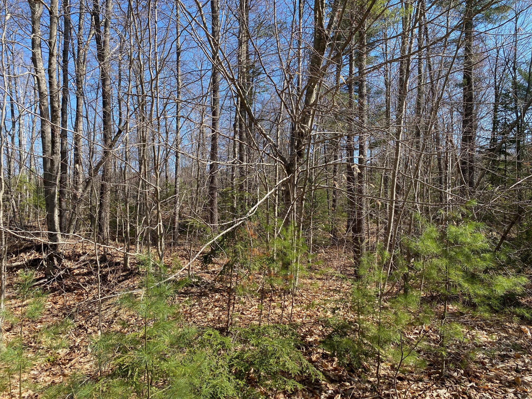 175 Dow Road Standish, ME 04084 - Photo 6 of 10 IMG_1252