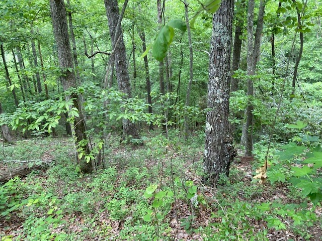 0 Eagle View Cove Big Sandy, TN 38221 - Photo 4 of 11