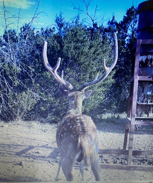 0 SD 45710 Rocksprings, TX 78880 - Photo 11 of 20