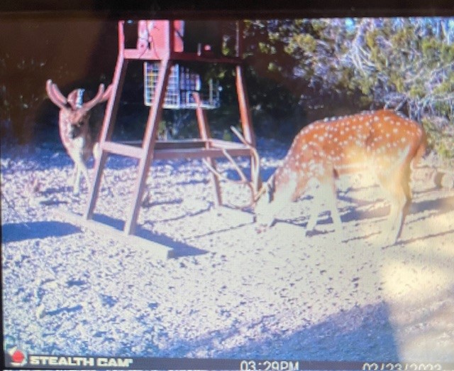 0 SD 45710 Rocksprings, TX 78880 - Photo 6 of 20