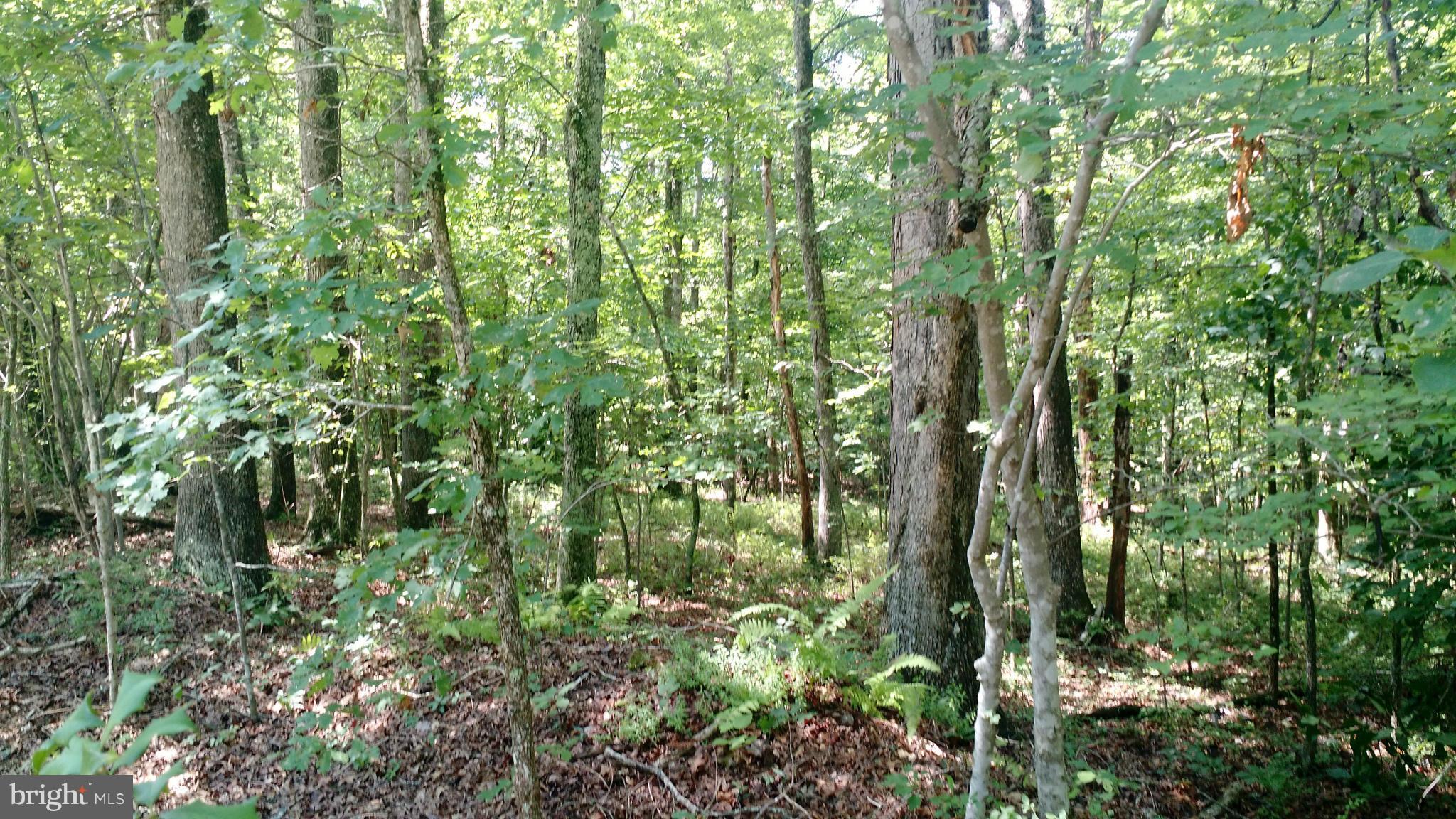 0 Porter Road Orange, VA 22960 - Photo 2 of 2 Interior (General)