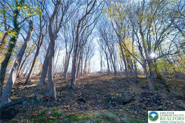a view of a yard with plants and trees