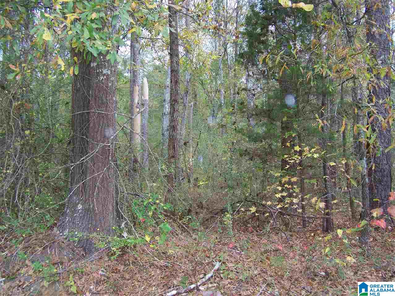 1 Cottaquilla Road Jacksonville, AL 36265 - Photo 8 of 8