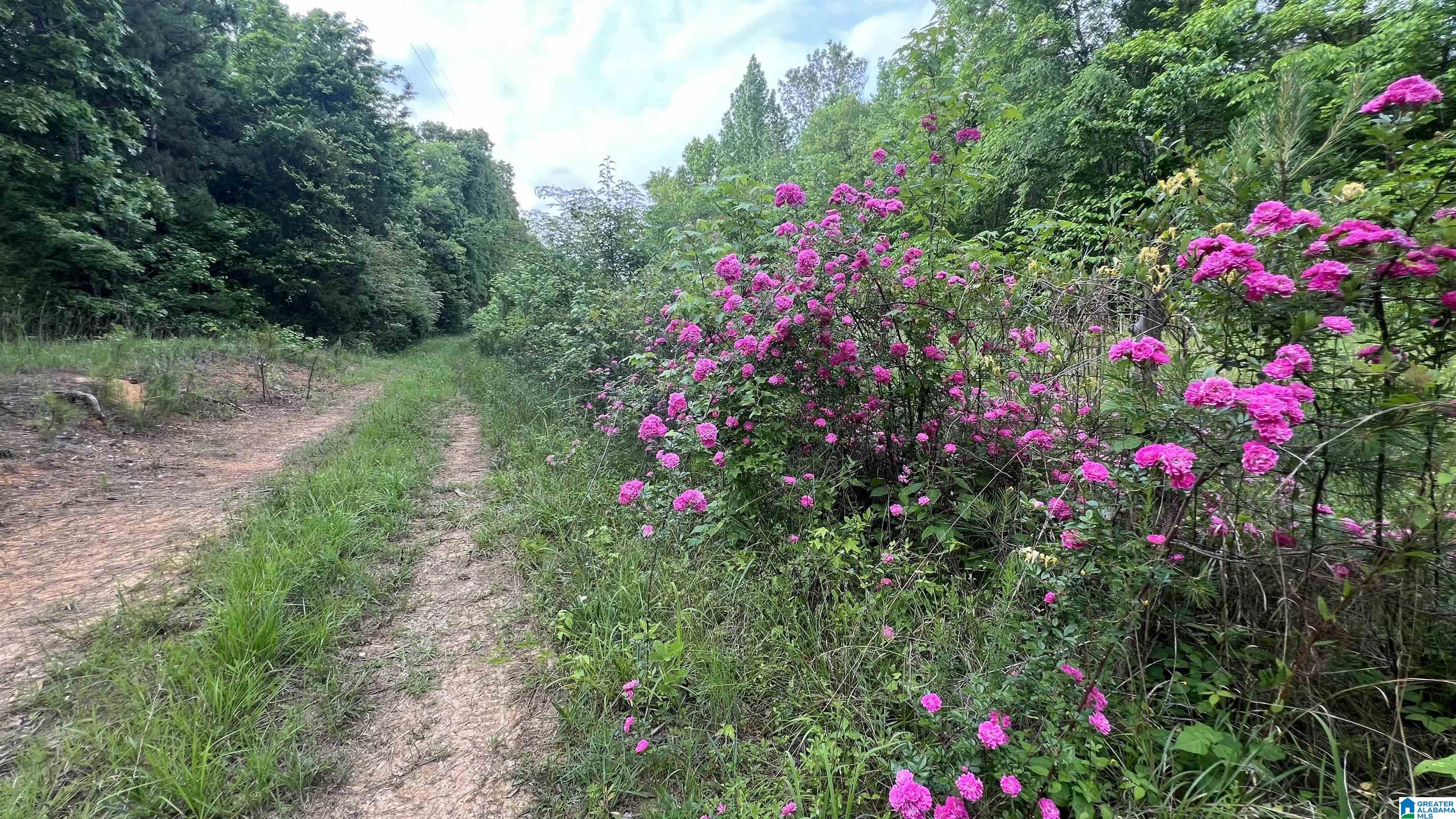 Lot 5 Woods Bend Road, Unit LOT 5 Ragland, AL 35131 - Photo 2 of 13