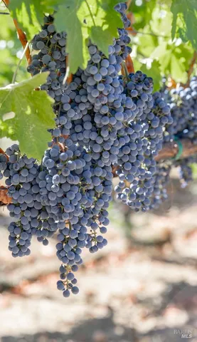 a close up of a tree in a yard