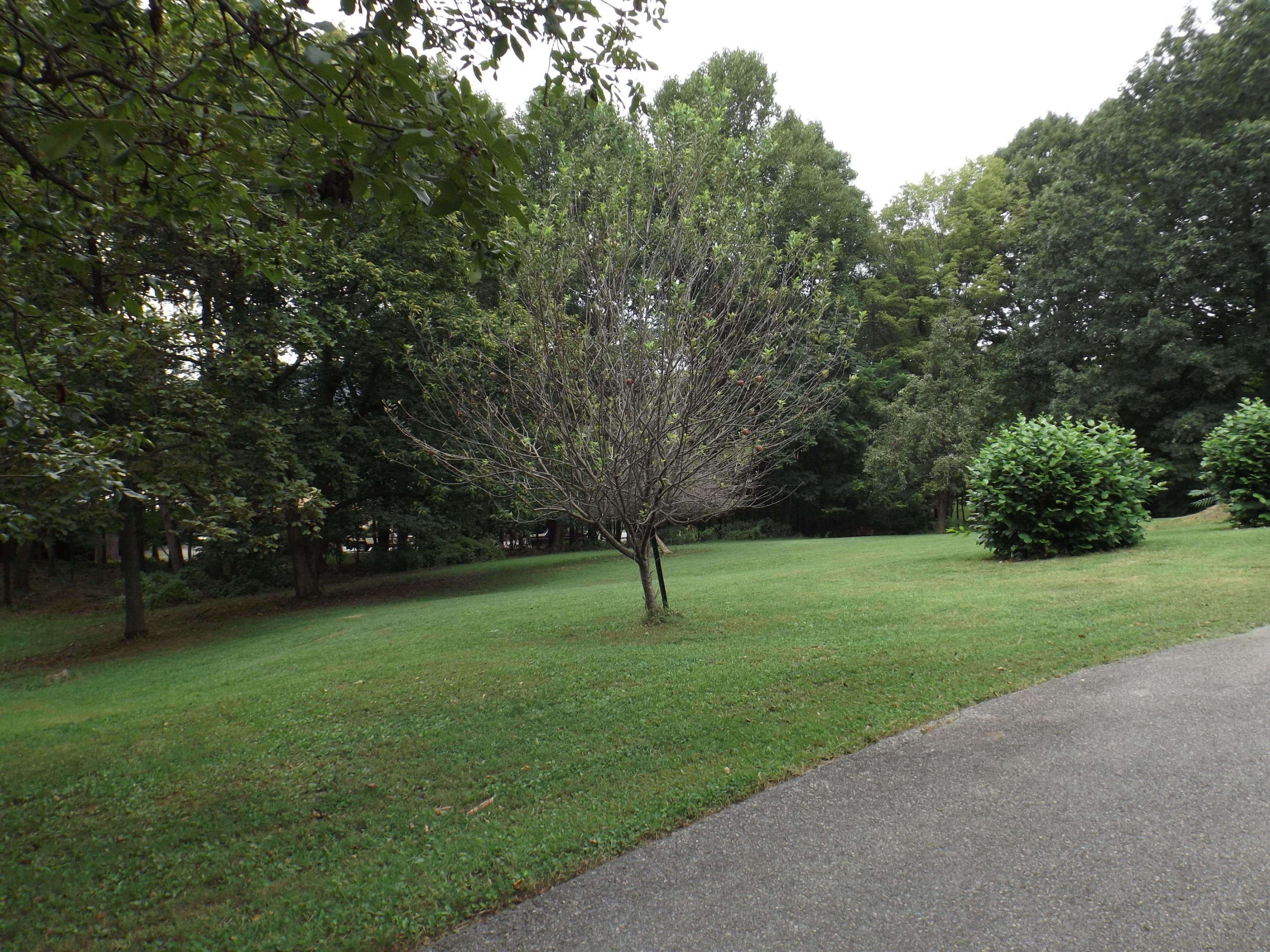 3147 Blue Ridge Boulevard Blue Ridge, VA 24064 - Photo 54 of 57 a green field with lots of trees in it
