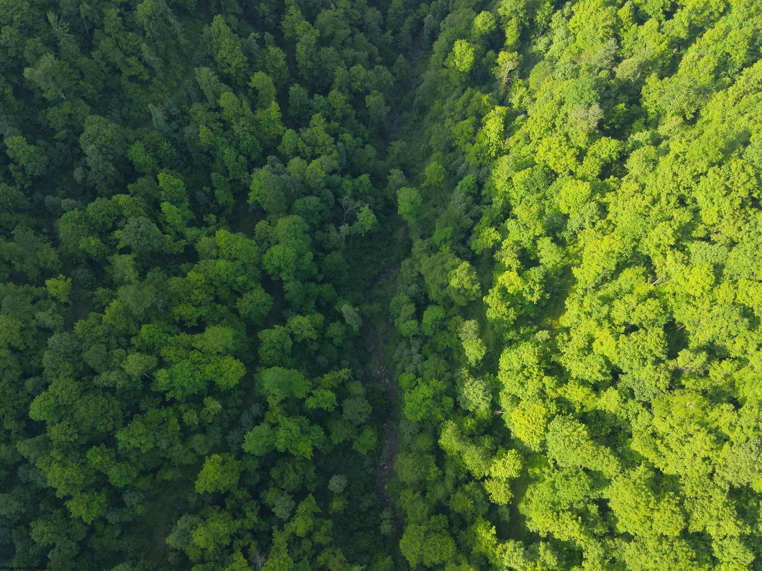 Tbd Calvert Shaver Road Rowlesburg, WV 26425 - Photo 35 of 35 Gallery Image 35