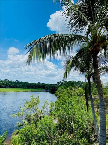 a view of a garden with a palm tree