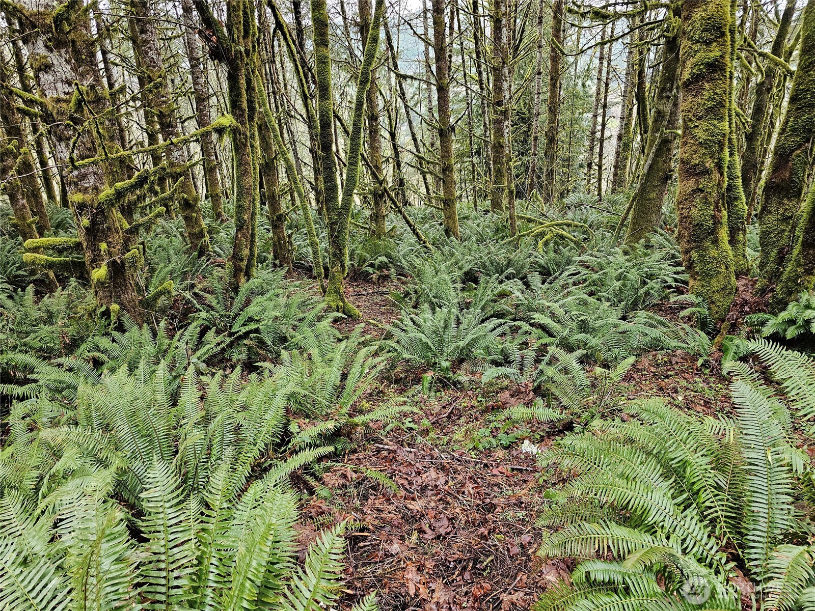 461 Clearwater Road Kelso, WA 98626 - Photo 28 of 33