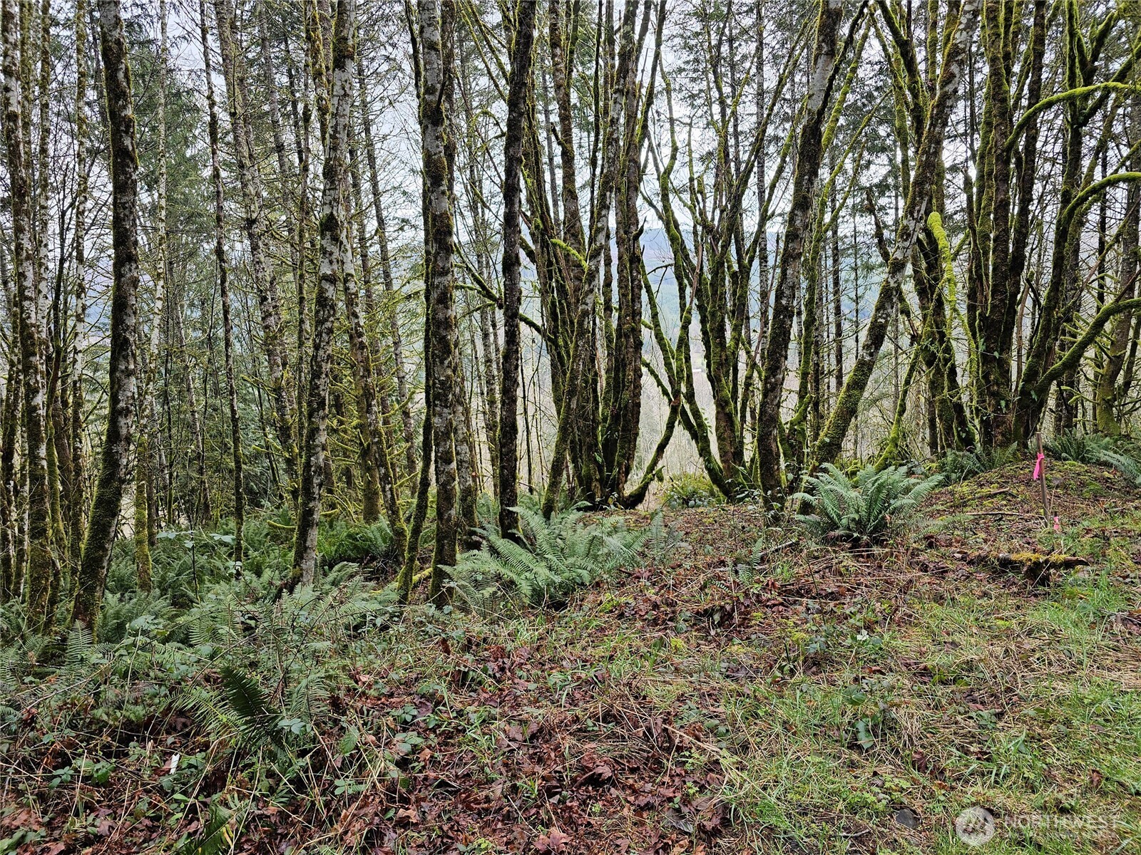 461 Clearwater Road Kelso, WA 98626 - Photo 30 of 33