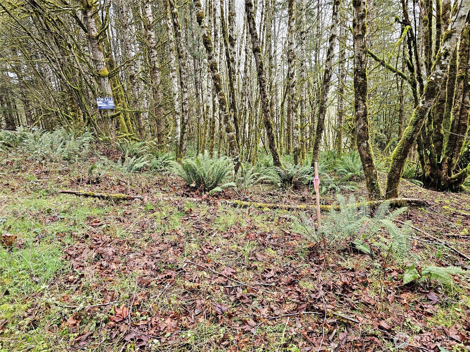 461 Clearwater Road Kelso, WA 98626 - Photo 5 of 33