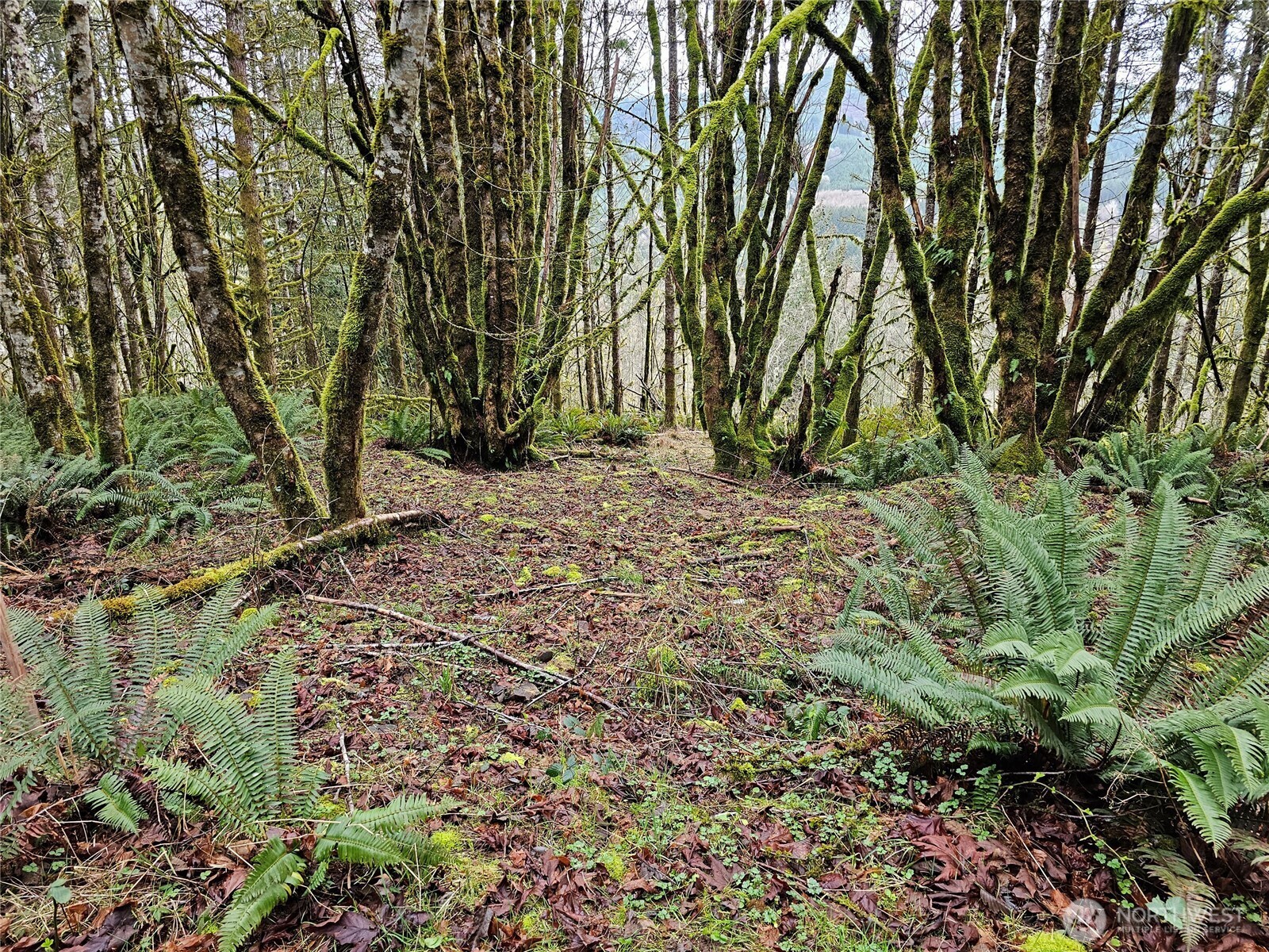 461 Clearwater Road Kelso, WA 98626 - Photo 7 of 33