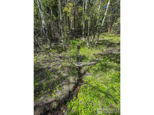 a close up of a plant in a garden