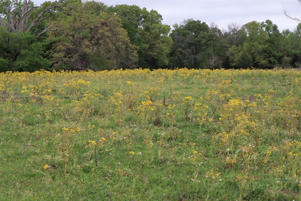 2365 County Road 2365 Alba, TX 75410 - Photo 15 of 21 a view of a yard
