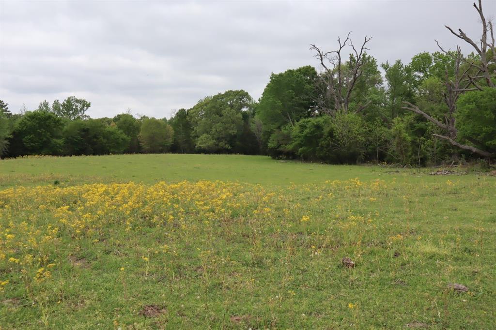 2365 County Road 2365 Alba, TX 75410 - Photo 16 of 21 a view of field with tall trees