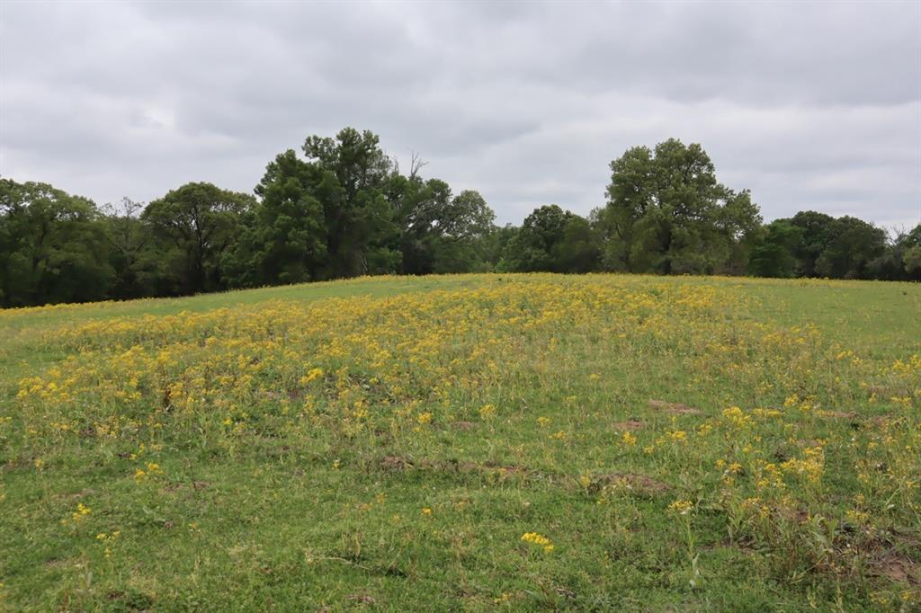 2365 County Road 2365 Alba, TX 75410 - Photo 18 of 21 a view of a field with an ocean
