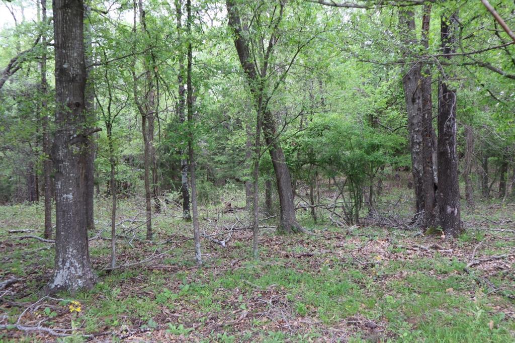 2365 County Road 2365 Alba, TX 75410 - Photo 19 of 21 a view of a forest filled with trees