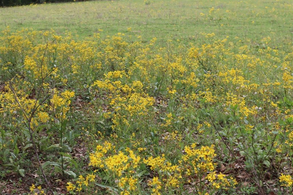 2365 County Road 2365 Alba, TX 75410 - Photo 2 of 21 a view of beach with an outdoor space