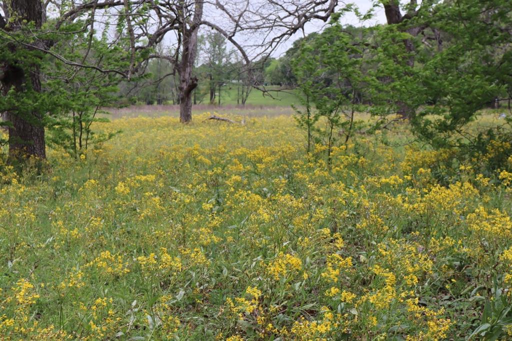 2365 County Road 2365 Alba, TX 75410 - Photo 3 of 21 a view of a yard with a tree