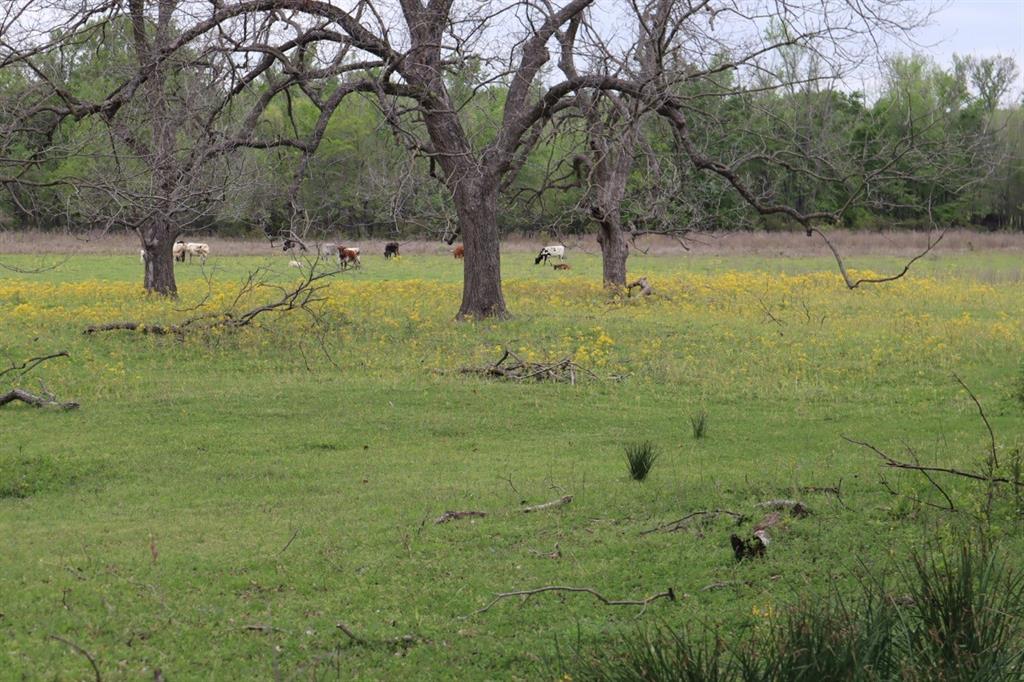 2365 County Road 2365 Alba, TX 75410 - Photo 7 of 21 a view of a park with large trees