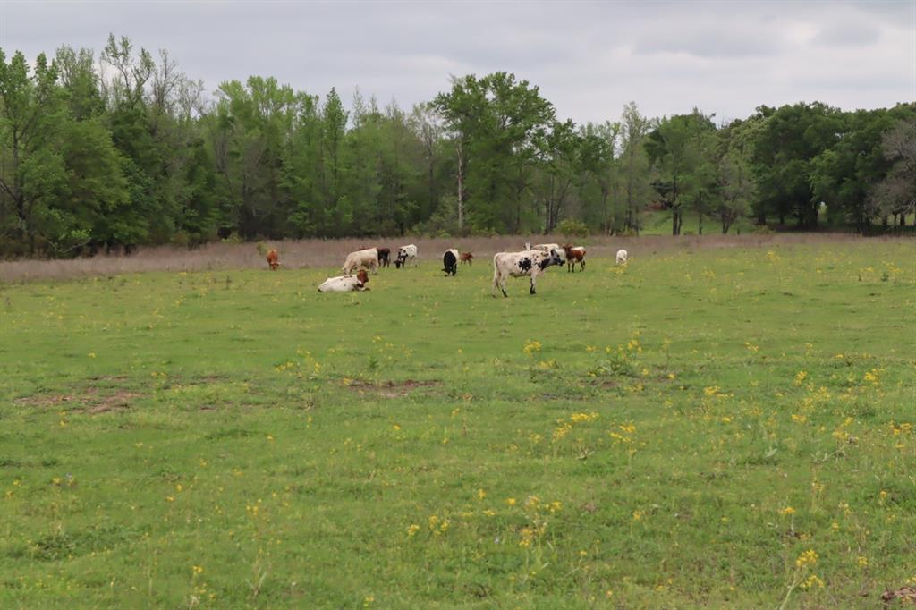 2365 County Road 2365 Alba, TX 75410 - Photo 10 of 21 a backyard of a house with lots of green space