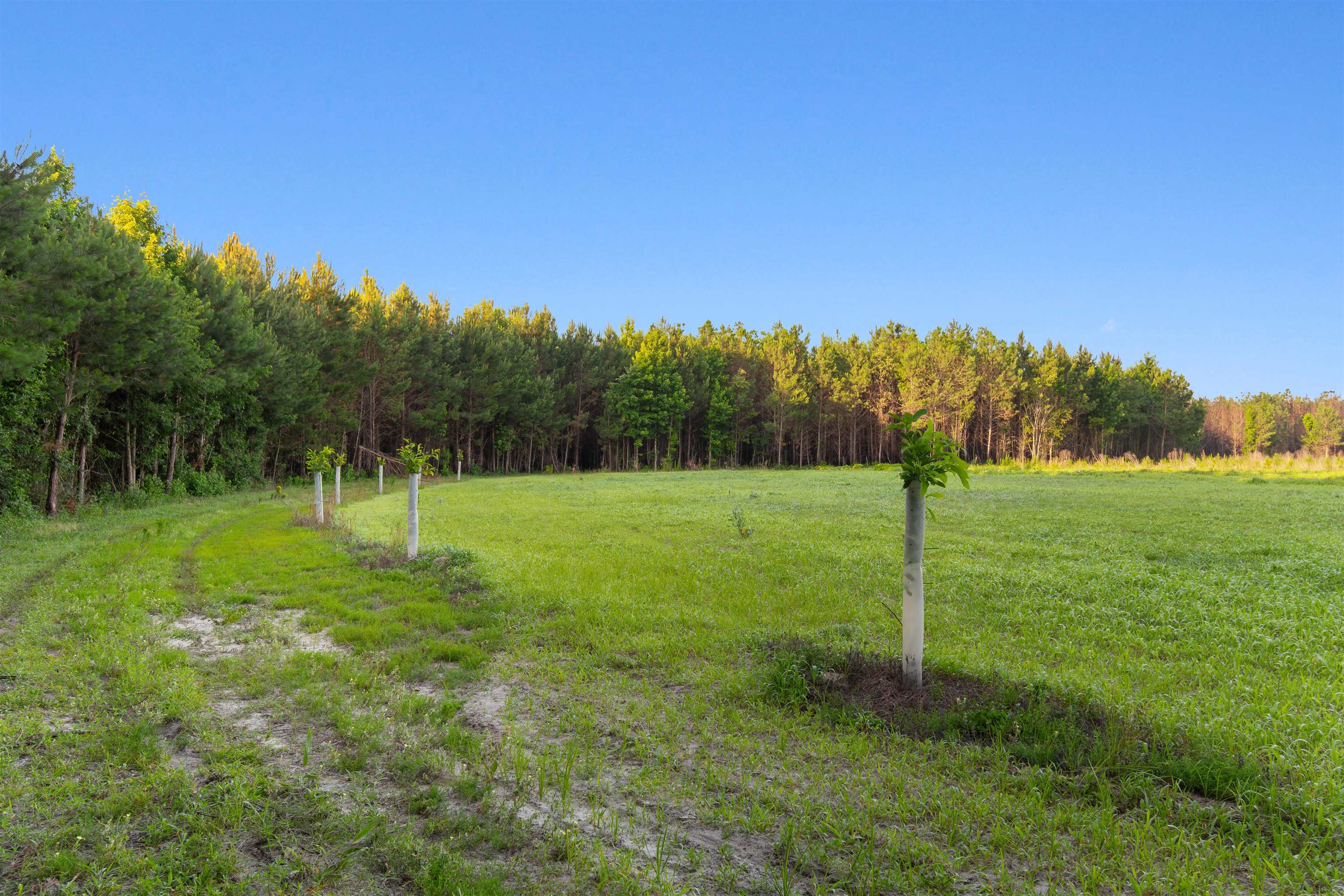 77-acres - Tbd Bert Hanna Road Hemingway, SC 29554 - Photo 11 of 28