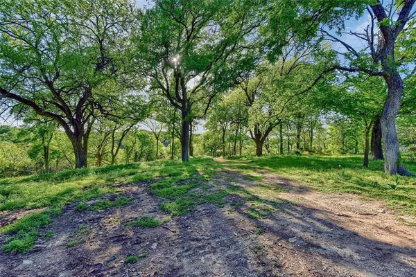 a view of a tree in the middle of a yard