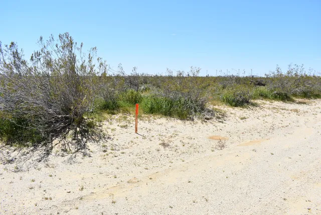 a view of a dry field with a mountain in the background