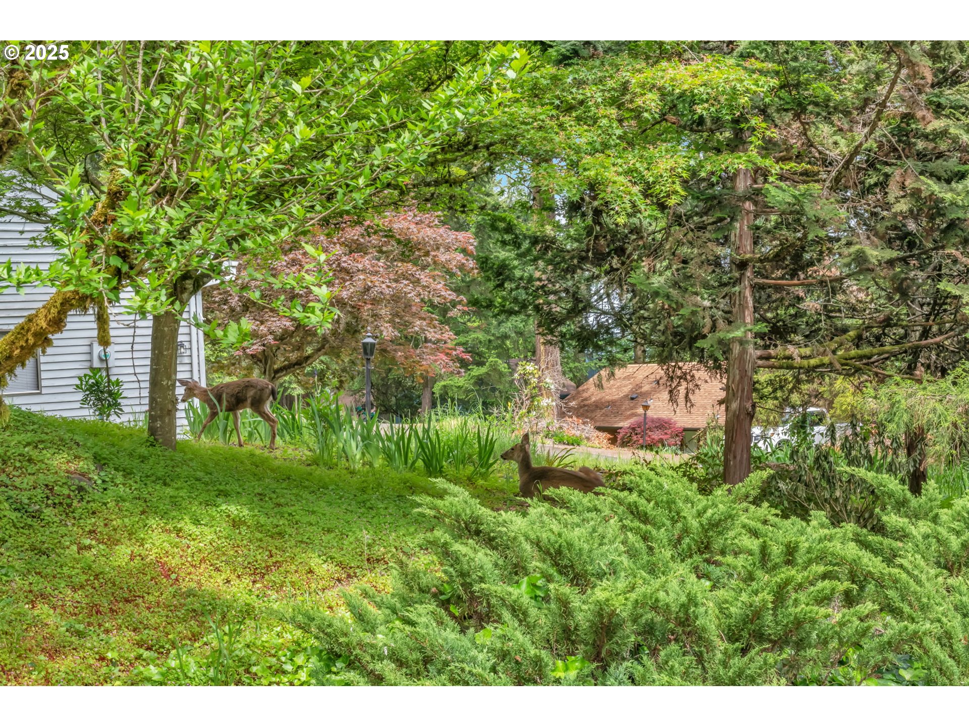 2811 Greentree Way Eugene, OR 97405 - Photo 3 of 38 a view of a lush green space