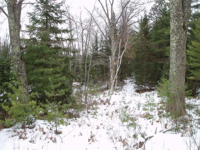 Lot 1 Spider Lake Road Rhinelander, WI 54501 - Photo 5 of 7 Gallery Image 5