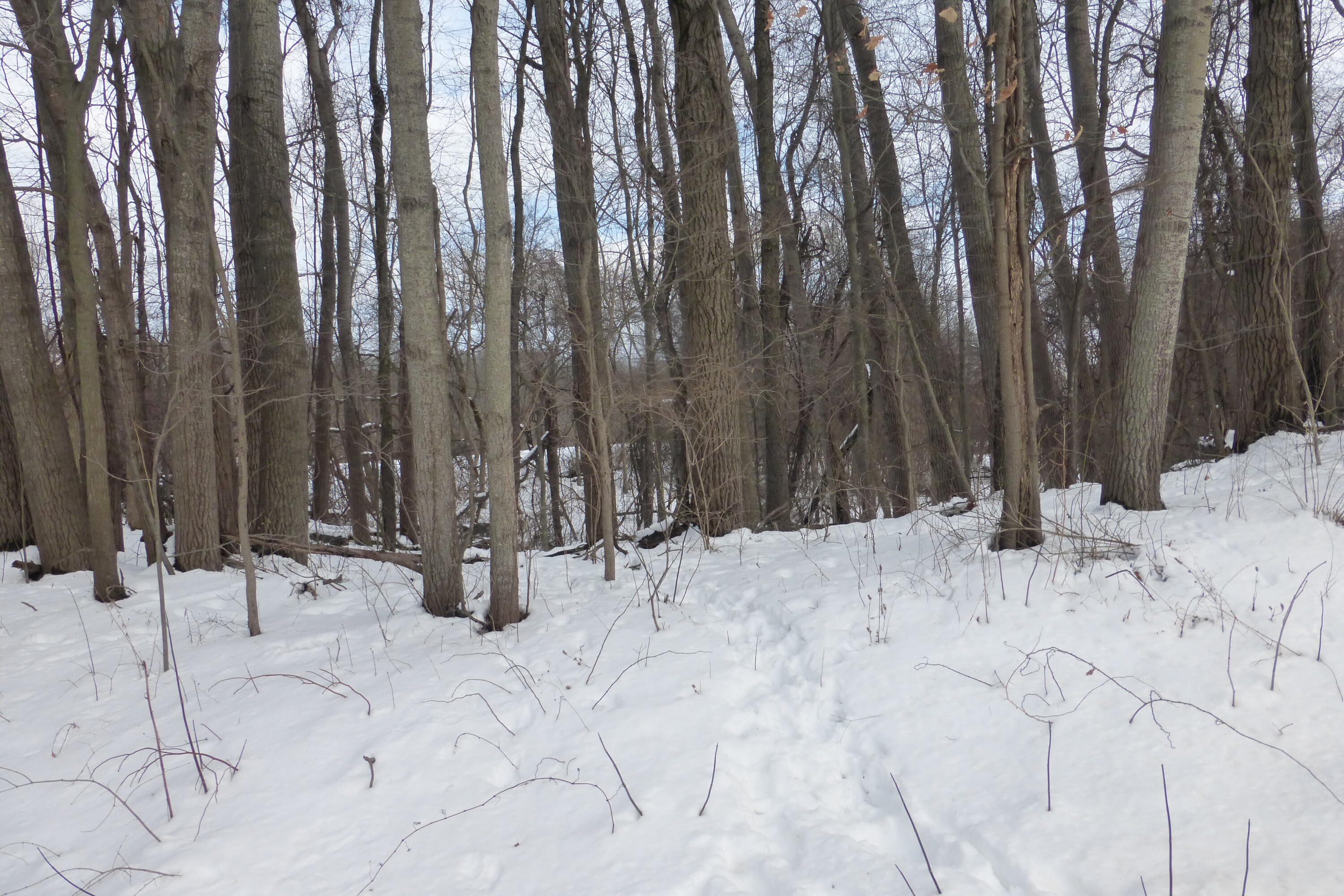 Oak Forrest & Chicago Road Niles, MI 49120 - Photo 1 of 3 P1040425