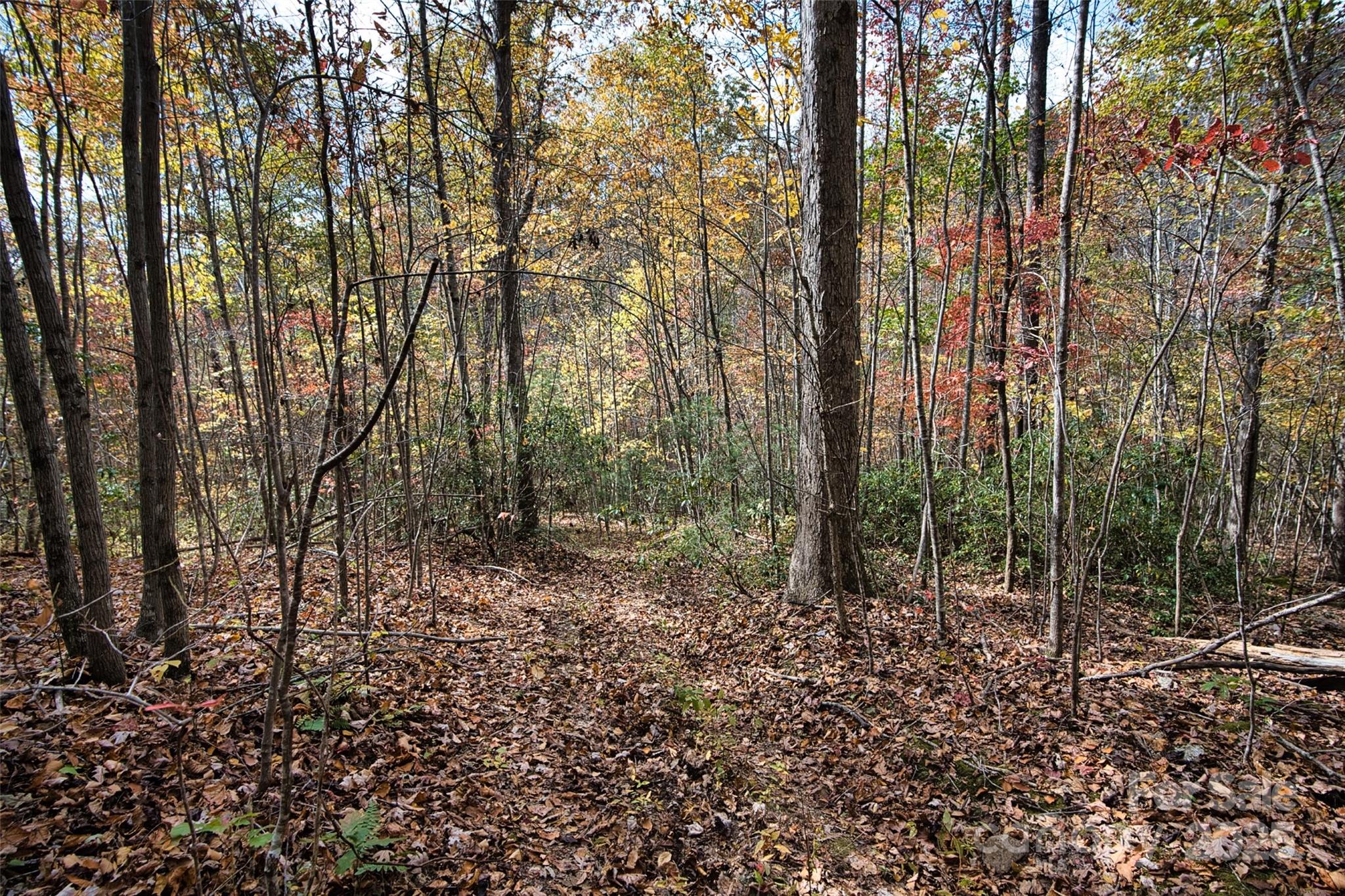 366 Renfro Road Green Mountain, NC 28740 - Photo 18 of 32 a view of a forest with trees