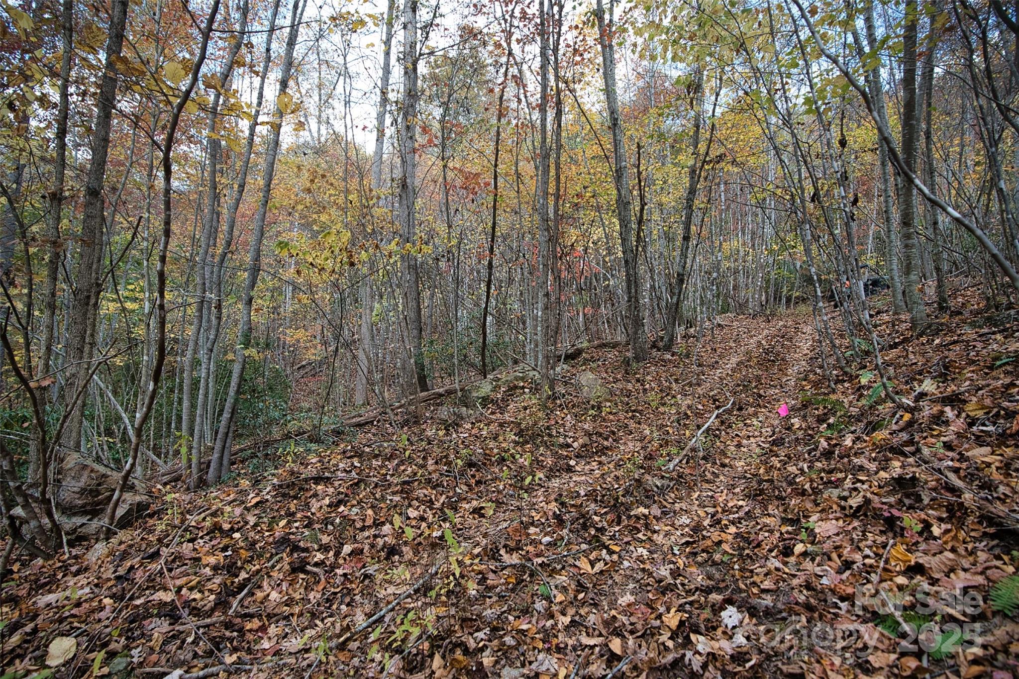 366 Renfro Road Green Mountain, NC 28740 - Photo 19 of 32 a view of a forest with trees