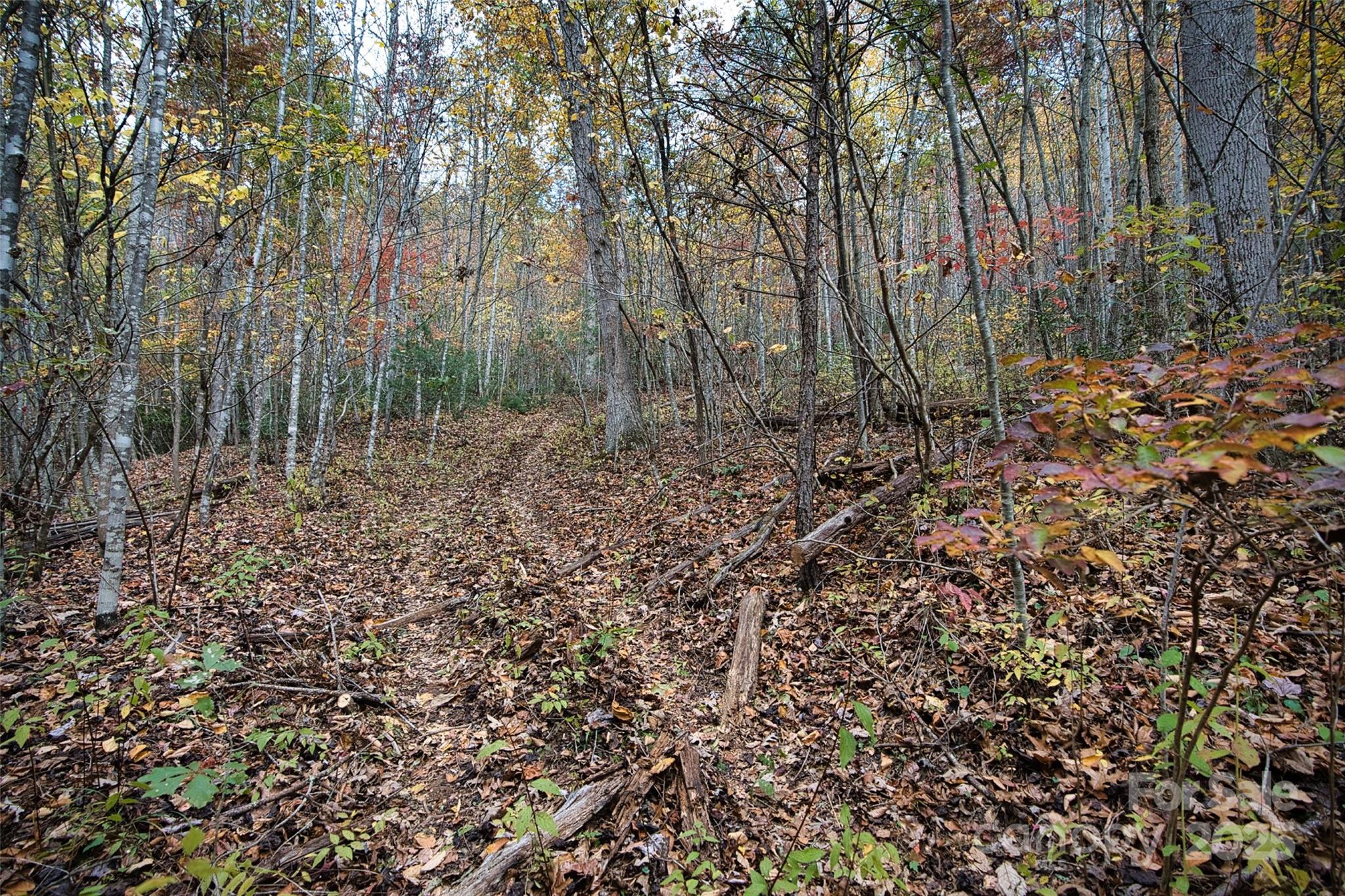 366 Renfro Road Green Mountain, NC 28740 - Photo 21 of 32 a view of a forest