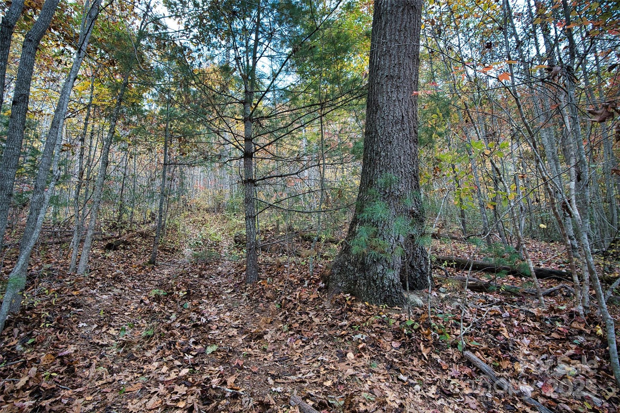366 Renfro Road Green Mountain, NC 28740 - Photo 22 of 32 a view of a forest with trees