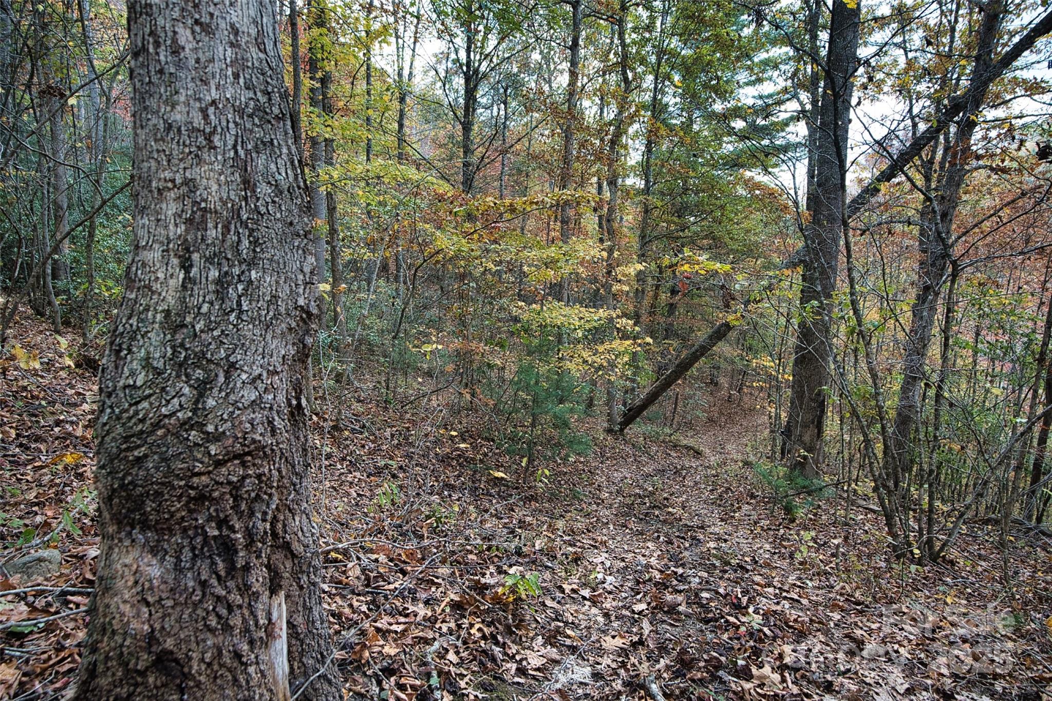 366 Renfro Road Green Mountain, NC 28740 - Photo 24 of 32 a view of a forest with trees