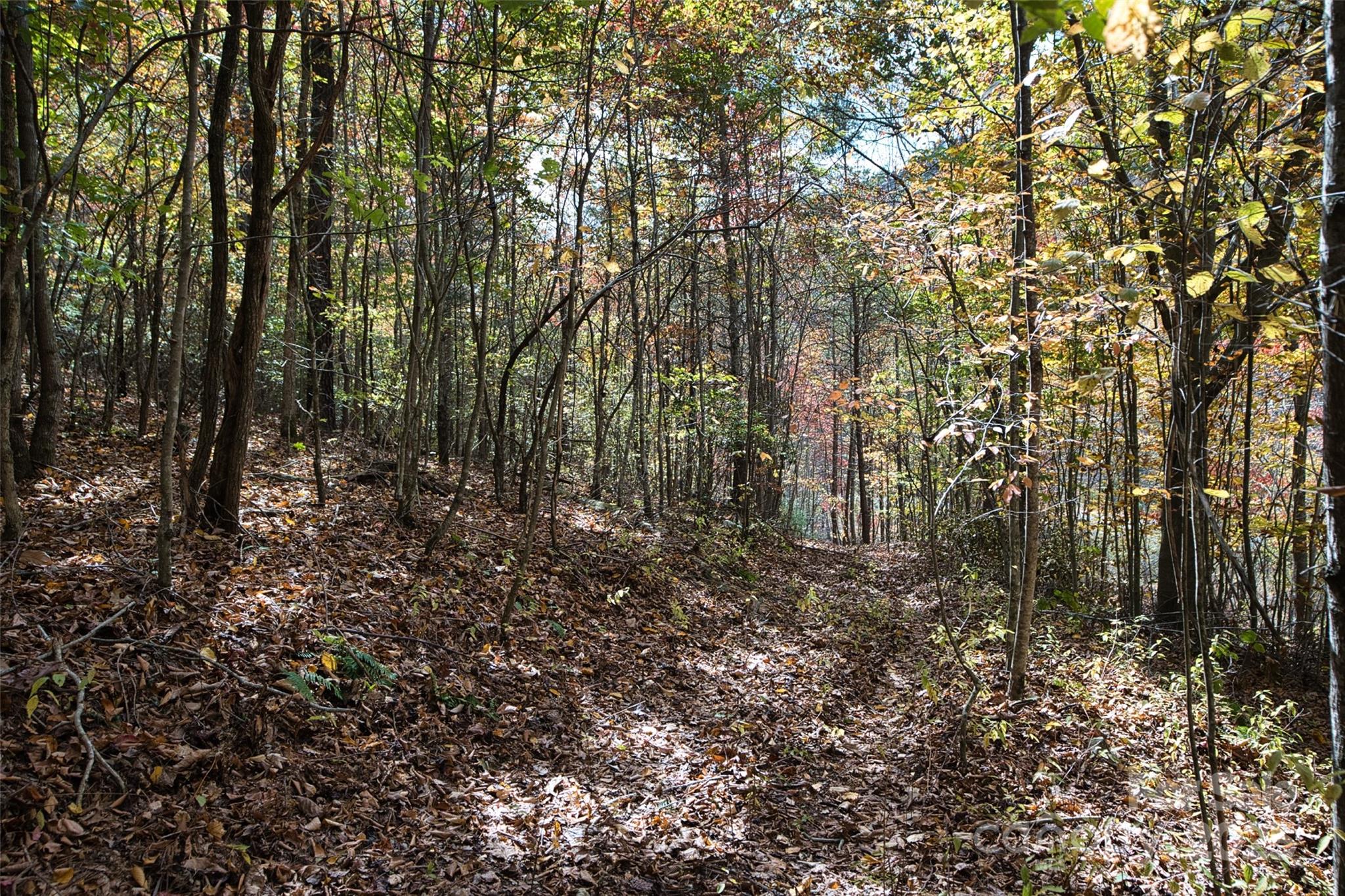 366 Renfro Road Green Mountain, NC 28740 - Photo 25 of 32 a view of a forest