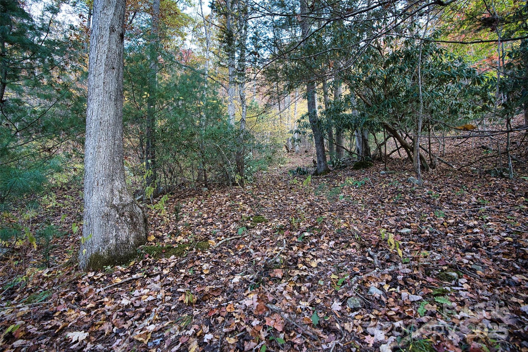 366 Renfro Road Green Mountain, NC 28740 - Photo 27 of 32 a view of a forest that has large trees
