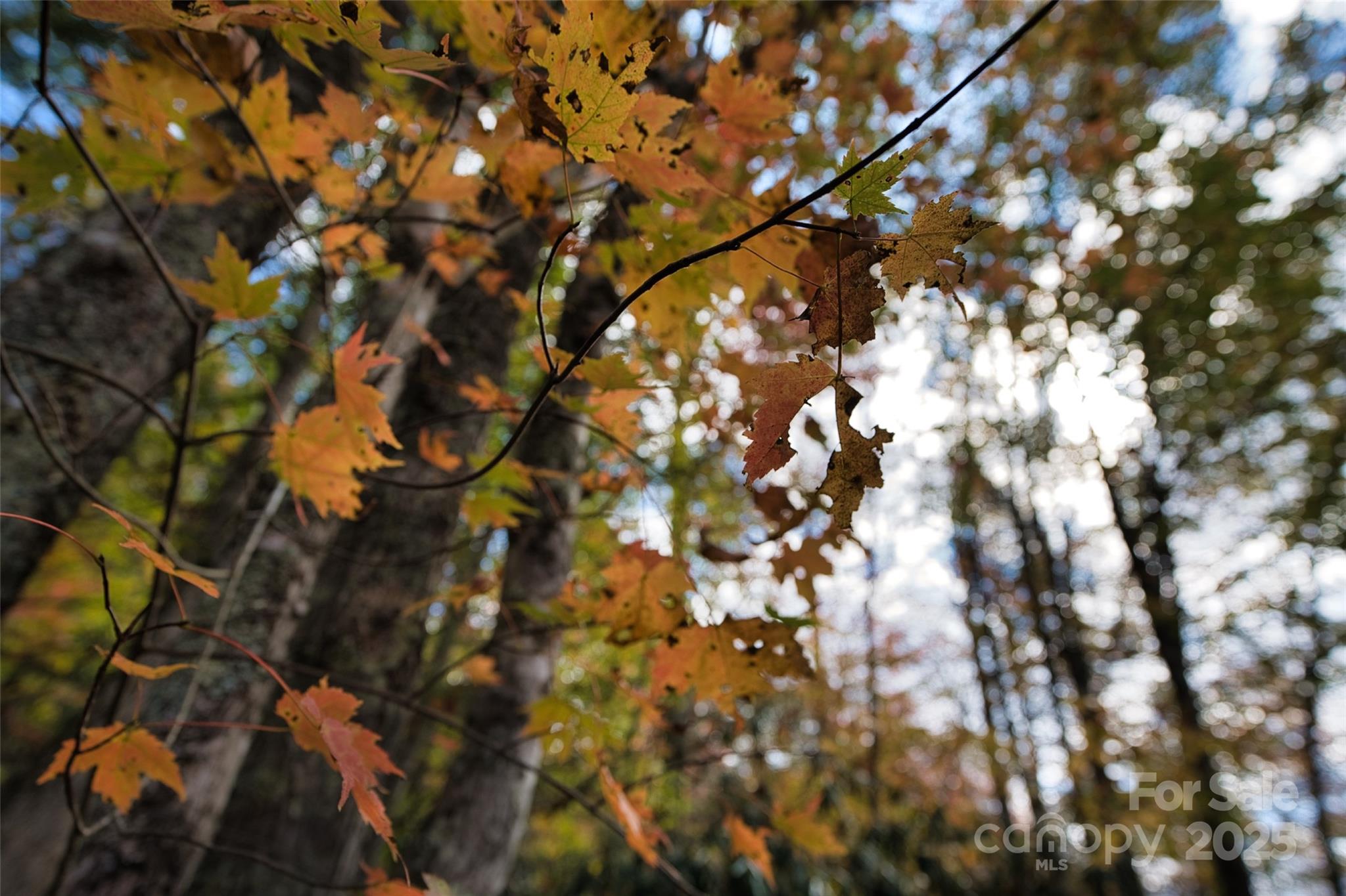 366 Renfro Road Green Mountain, NC 28740 - Photo 30 of 32 a picture of tree