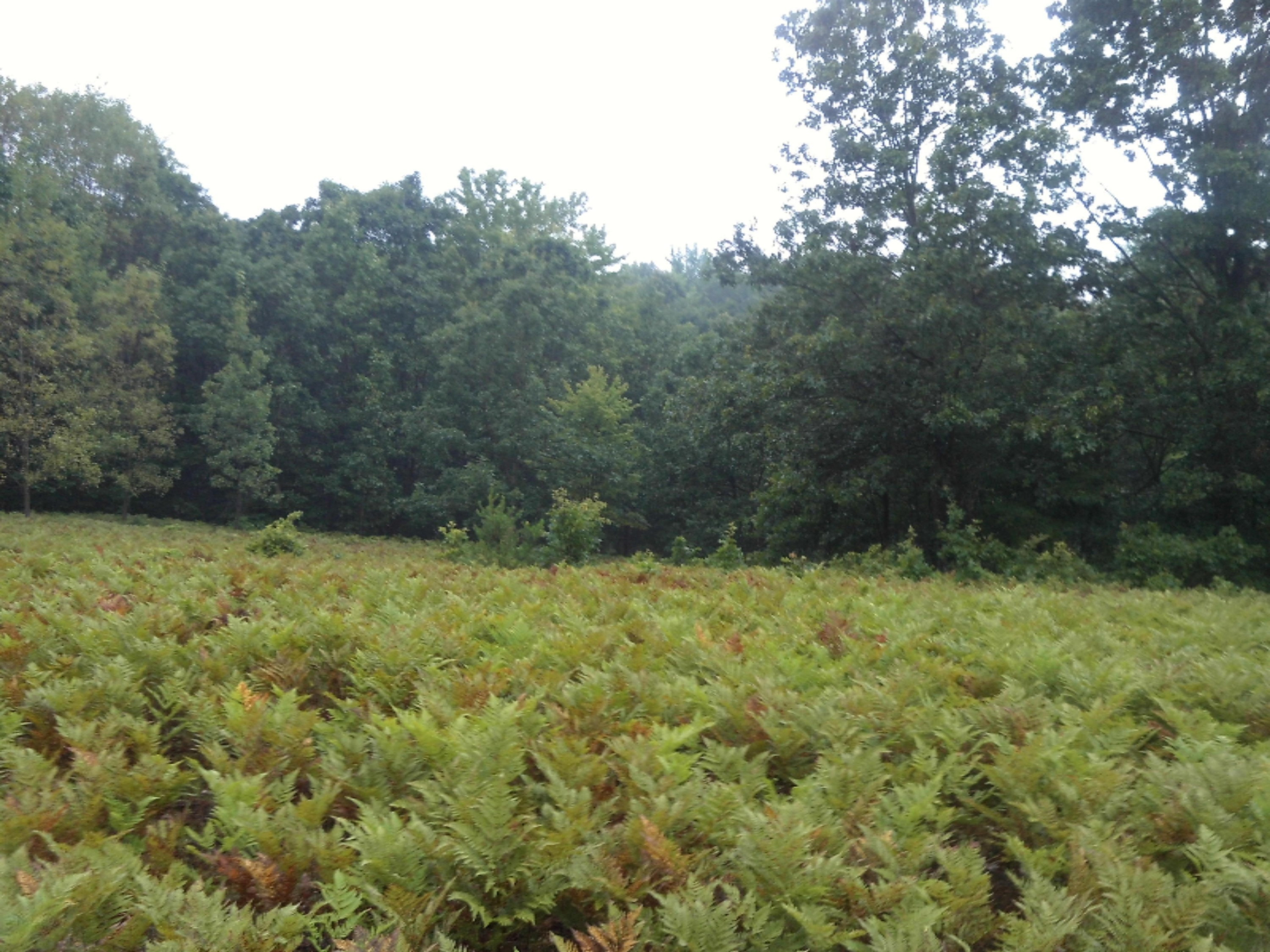 IMG_0008