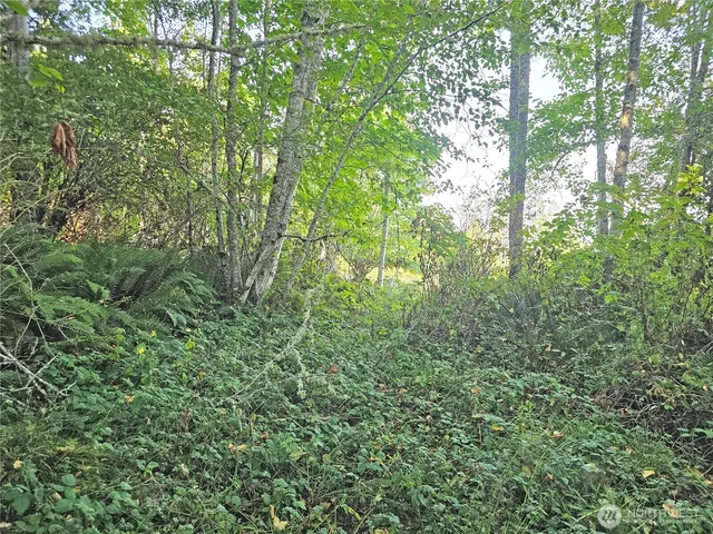 a view of a lush green forest
