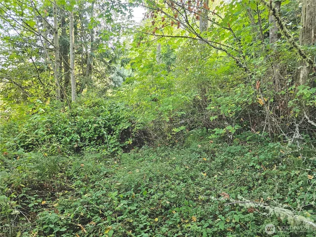 a view of a lush green forest