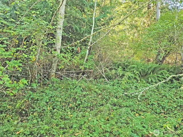a close up of a plant in a garden