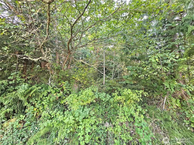 a view of a lush green forest