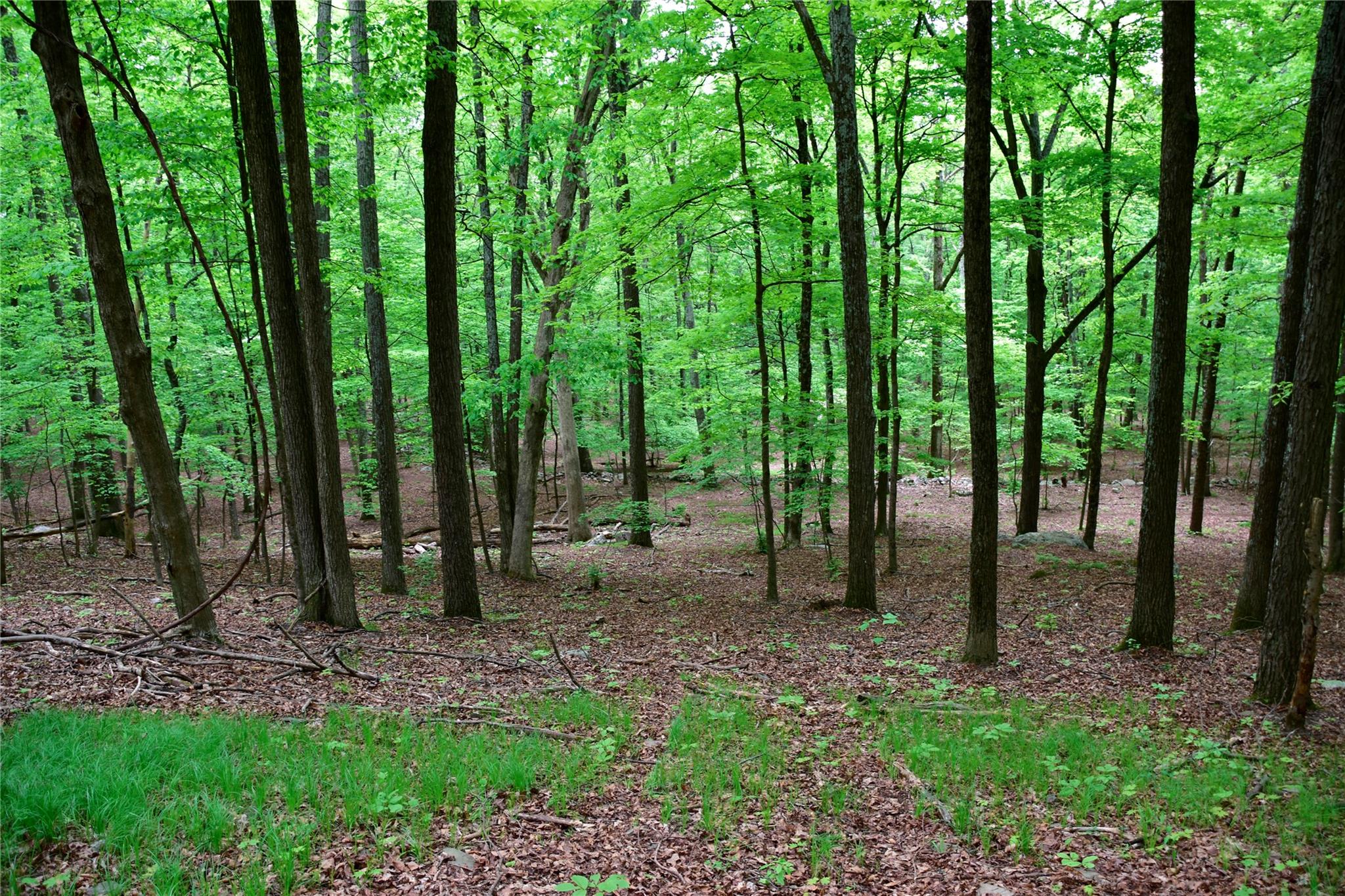 North Mountain Road Gardiner, NY 00000 - Photo 11 of 26 View of wooded area