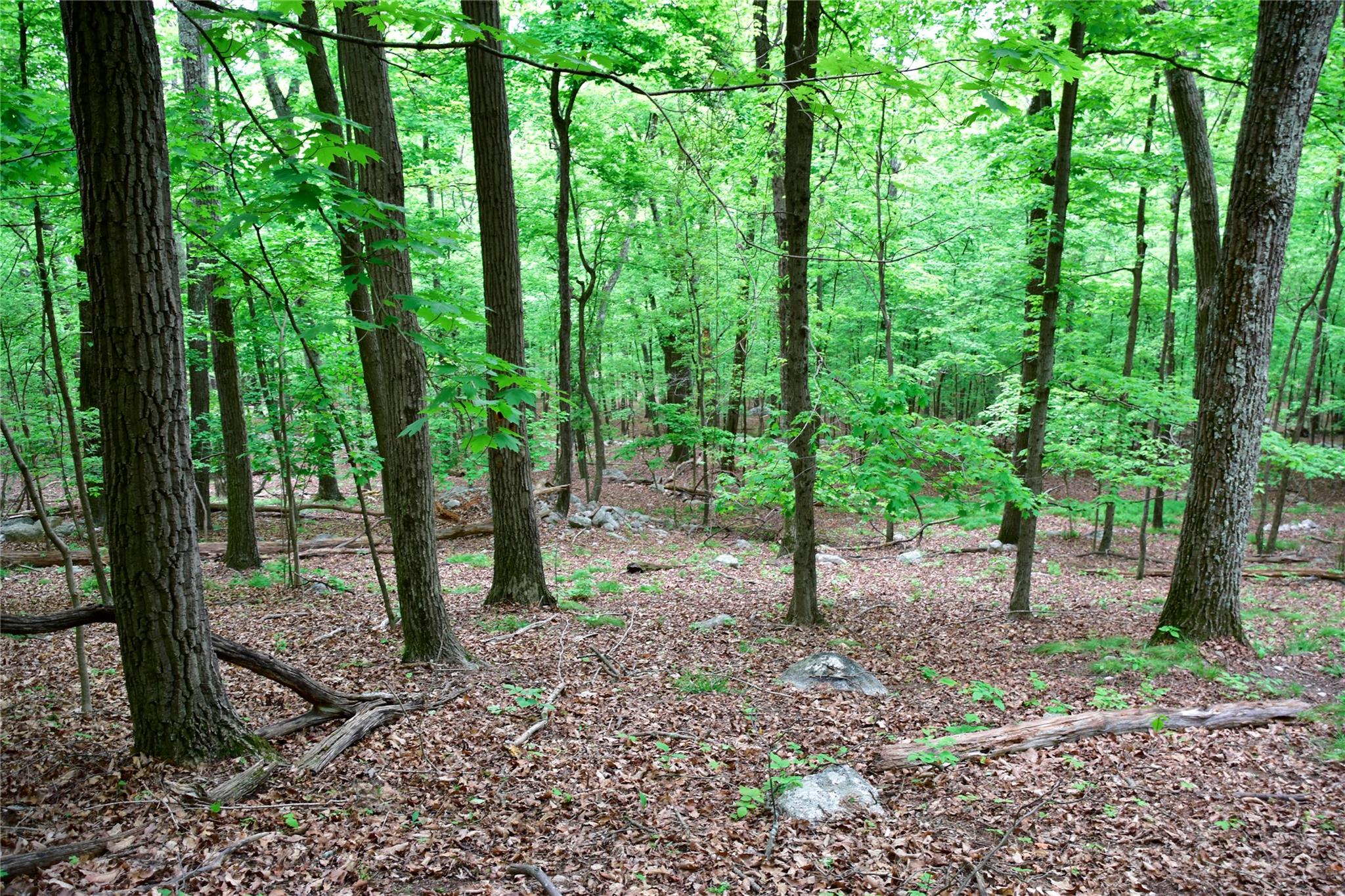North Mountain Road Gardiner, NY 00000 - Photo 14 of 26 View of woods