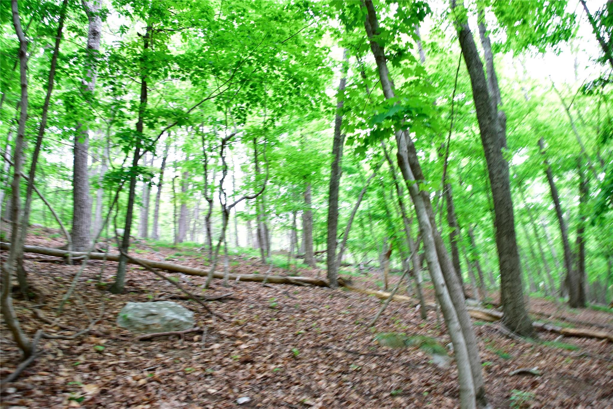 North Mountain Road Gardiner, NY 00000 - Photo 16 of 26 View of woods