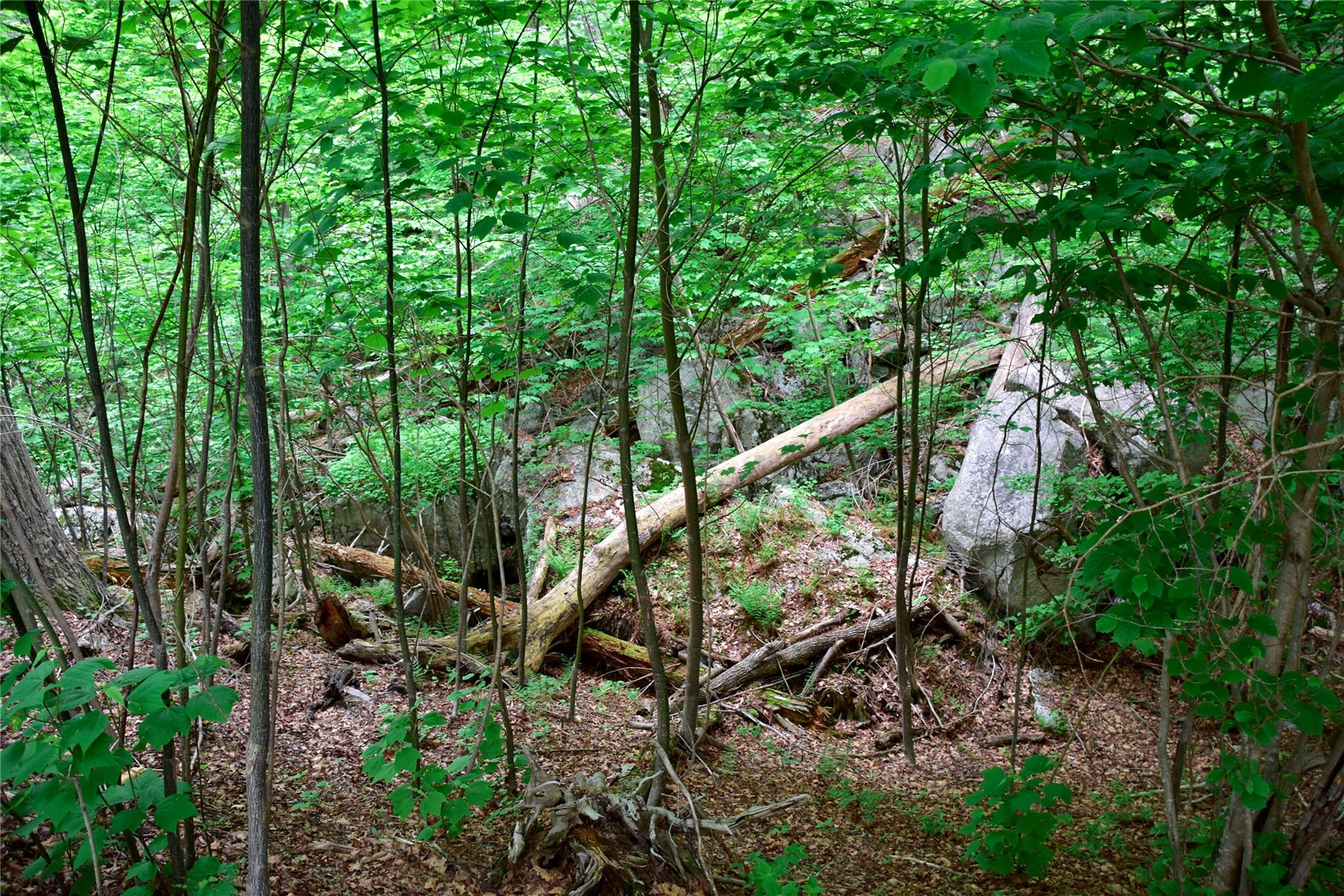 North Mountain Road Gardiner, NY 00000 - Photo 17 of 26 View of local wilderness