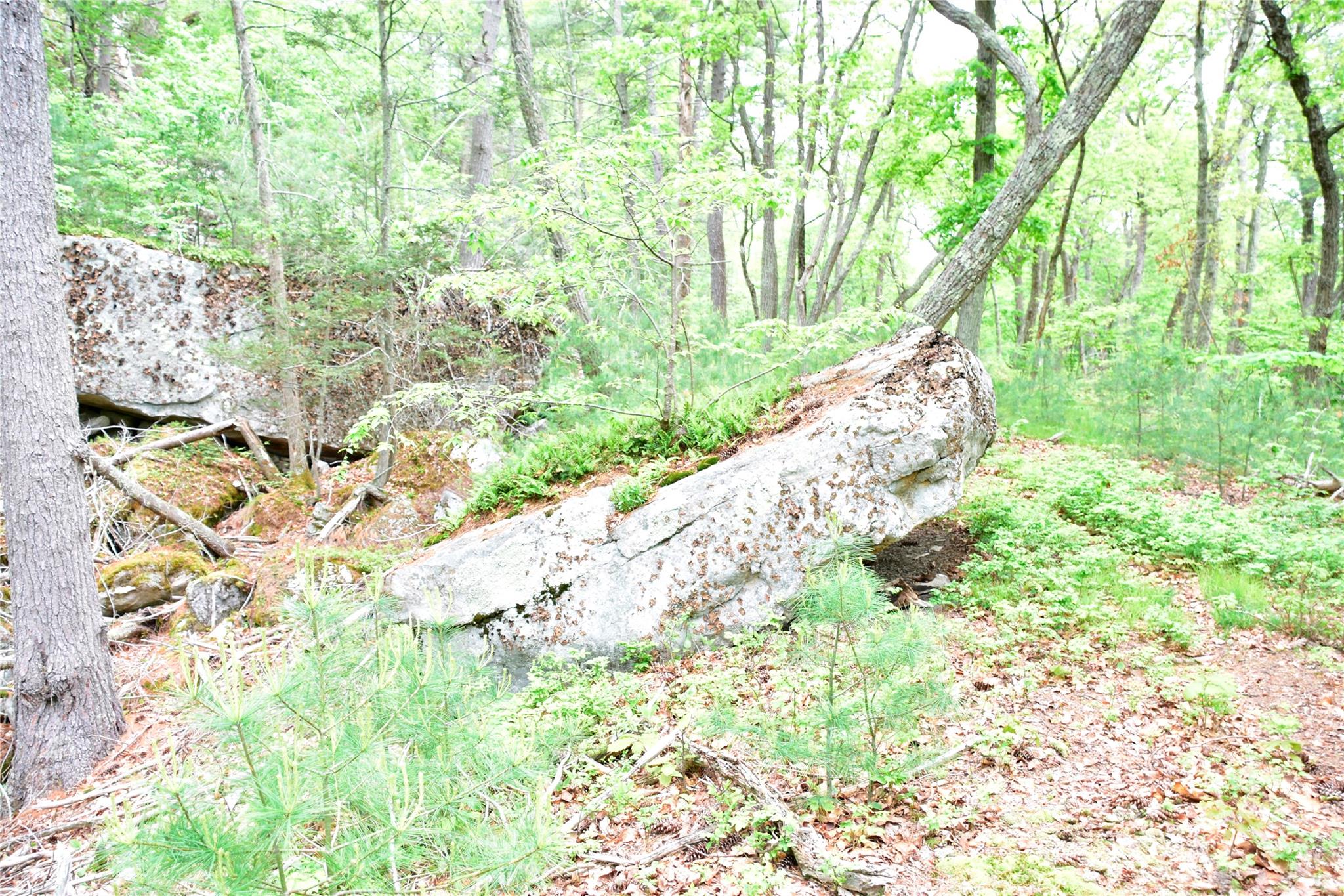North Mountain Road Gardiner, NY 00000 - Photo 18 of 26 View of woods