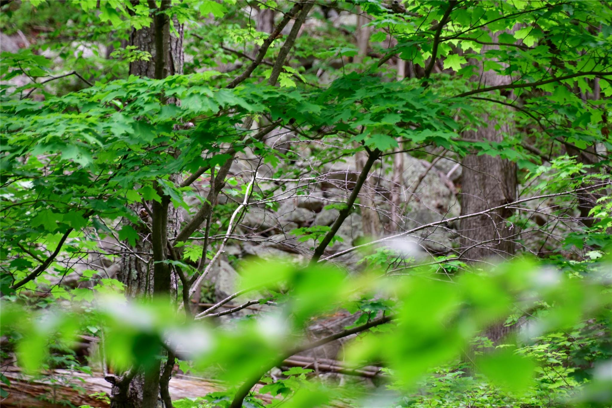 North Mountain Road Gardiner, NY 00000 - Photo 21 of 26 View of nature